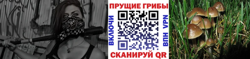Галлюциногенные грибы Psilocybine cubensis  Купить  Кимры 
